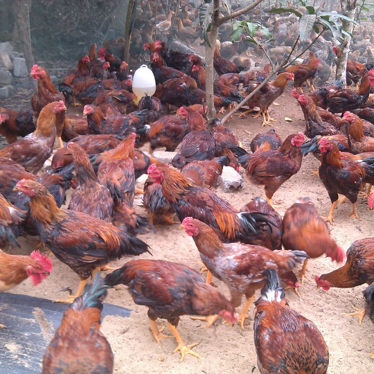 Gà lai chọi tía hậu bị